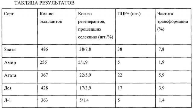 Способ получения трансгенных растений пшеницы с использованием биобаллистики (патент 2646108)