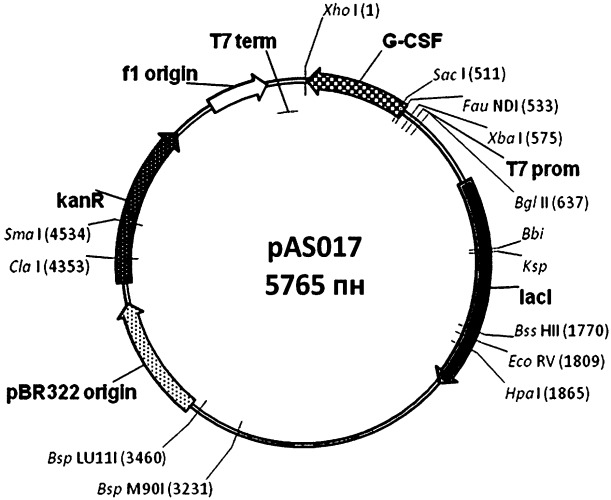 Рекомбинантная днк, кодирующая гранулоцитарный колониестимулирующий фактор человека (g-csf) и рекомбинантная плазмида рas017, обеспечивающая синтез g-csf в клетках escherichia coli (патент 2529363)