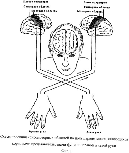 Способ диагностики функциональной межполушарной асимметрии у правшей и левшей (патент 2483672)