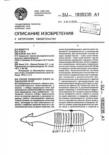 Способ племенного отбора каракульских ягнят (патент 1835235)