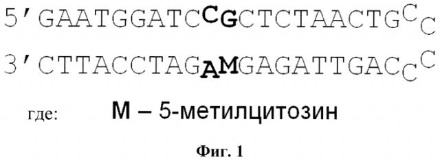 Олигодезоксирибонуклеотидный ингибитор днк-метилтрансферазы 1 человека (патент 2553349)