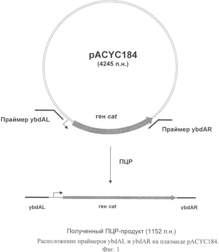 Способ получения l-треонина и l-аргинина с использованием бактерии, принадлежащей к роду escherichia, в которой инактивирован ген ybda (патент 2333954)