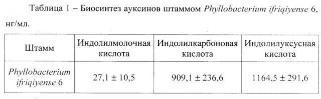 Штамм ассоциативных бактерий phyllobacterium ifriqiyense 6, активный азотфиксатор и ростстимулятор для повышения продуктивности риса (патент 2649362)