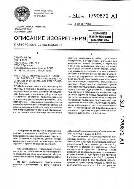Способ выращивания тыквенных растений, преимущественно огурцов, и система для его осуществления (патент 1790872)