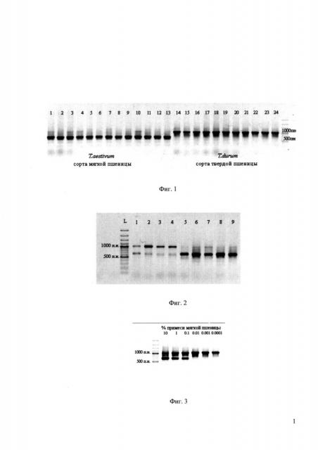 Биологический днк-маркер для определения примеси муки мягкой пшеницы в муке твердой пшеницы и продуктах ее переработки (патент 2615449)