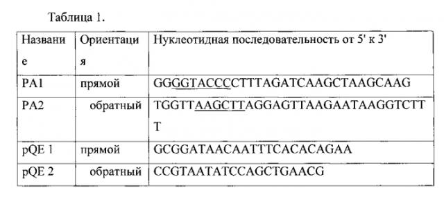 Рекомбинантная днк pa3, рекомбинантная днк pqe 30-pa3, обеспечивающие получение полипептида a3, штамм e. coli м 15-a3, трансформированный рекомбинантной плазмидной днк pqe 30-pa3 и экспрессирующий рекомбинантный полипептид a3, рекомбинантный полипептид a3, обладающий способностью селективно связывать чса, и тест-система рфа для качественного выявления микроальбуминурии, тест-система для количественного определения микроальбуминурии (патент 2550255)
