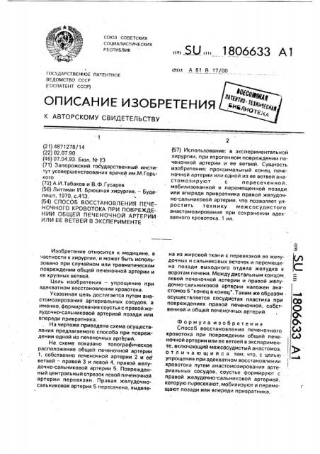 Способ восстановления печеночного кровотока при повреждении общей печеночной артерии или ее ветвей в эксперименте (патент 1806633)