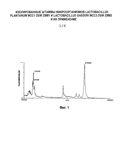Изолированные штаммы микроорганизмов lactobacillus plantarum mcc1 dsm 23881 и lactobacillus gasseri mcc2 dsm 23882 и их применение (патент 2603059)