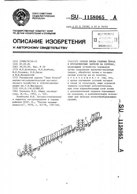 Способ ввода главных пород в кустарниковые заросли на склонах (патент 1158065)