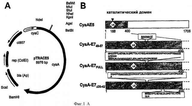 Рекомбинантный белок, несущий эпитопы вируса папилломы человека, встроенные в белок аденилатциклазу или его фрагмент, его терапевтическое применение (патент 2441022)