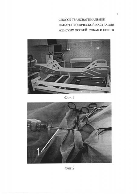 Способ трансвагинальной лапароскопической кастрации женских особей собак и кошек (патент 2658156)