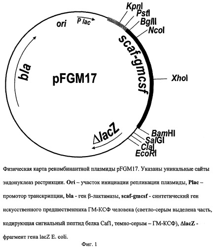 Рекомбинантная плазмидная днк pfgm17, кодирующая полипептид гранулоцитарно-макрофагального колониестимулирующего фактора человека, и штамм бактерий escherichia coli bl21(de3)/pfgm17 - продуцент полипептида гранулоцитарно-макрофагального колониестимулирующего фактора человека (патент 2271392)