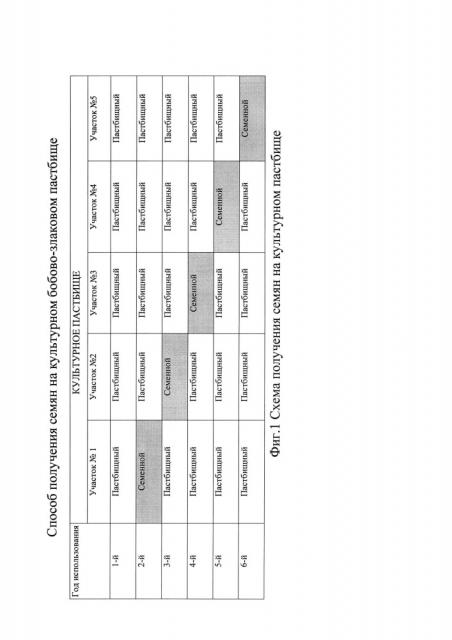 Способ получения семян на культурном бобово-злаковом пастбище (патент 2631341)