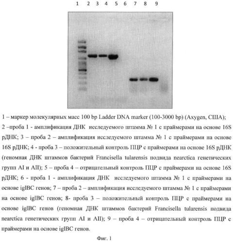 Набор штаммов бактерий вида francisella tularensis для получения комплекта контрольных днк препаратов, комплект днк препаратов для генно-диагностических исследований (патент 2443772)