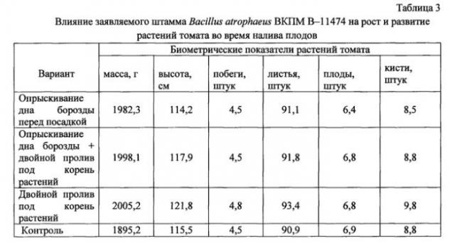 Штамм bacillus atrophaeus вкпм-11474, обладающий фунгицидными свойствами и ростстимулирующей активностью (патент 2570624)