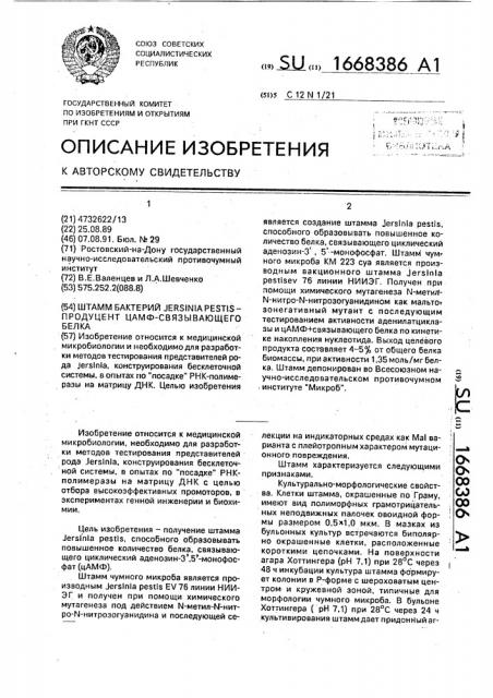 Штамм бактерий jersinia реsтis - продуцент цамф- связываюшего белка (патент 1668386)