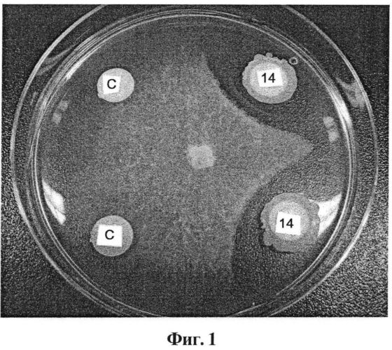 Штамм bacillus sp. для биологической борьбы с saprolegnia sp. и его применения (патент 2555549)