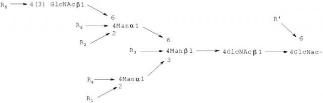Способ обнаружения сахарных цепей с glcnac, синтезированных gnt-v (патент 2442989)