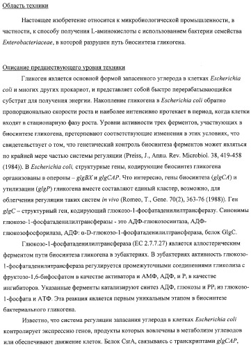 Способ получения l-аминокислот с использованием бактерии, принадлежащей к роду escherichia, в которой разрушен путь биосинтеза гликогена (патент 2315809)