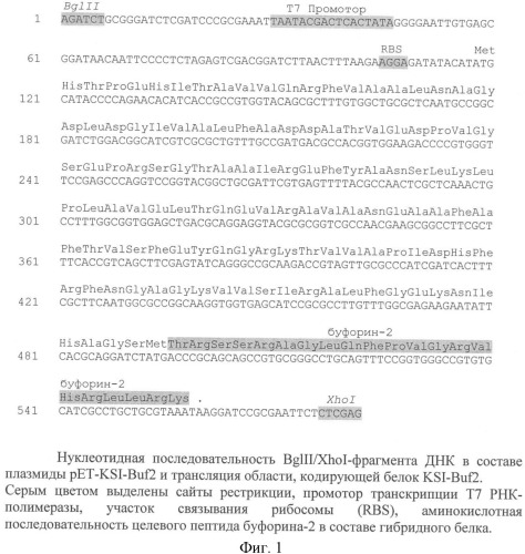 Рекомбинантная плазмидная днк pet-ksi-buf2, кодирующая гибридный белок, содержащий антимикробный пептид буфорин-2, штамм escherichia coli bl21(de3)/pet-ksi-buf2 - продуцент указанного белка и способ получения антимикробного пептида буфорина-2 (патент 2347811)