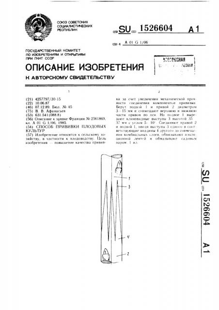 Способ прививки плодовых культур (патент 1526604)