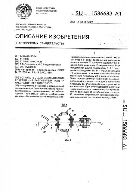 Устройство для исследования сокращения разгибателя голени лабораторного животного (патент 1586683)