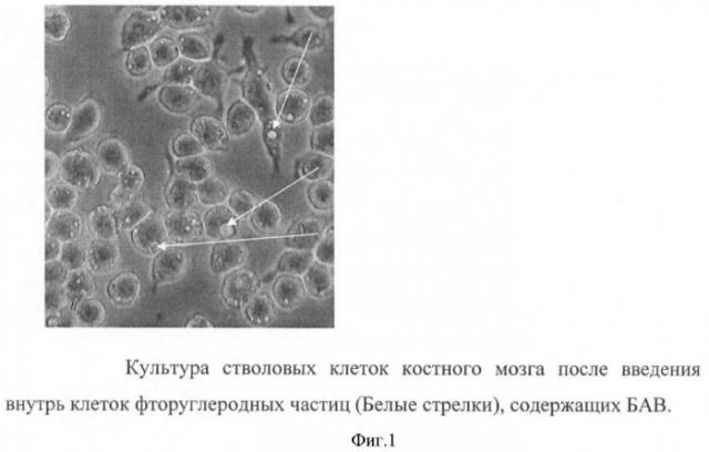 Способ направленного транспорта биологически активных веществ и применение стволовых клеток для их направленного транспорта (патент 2426785)