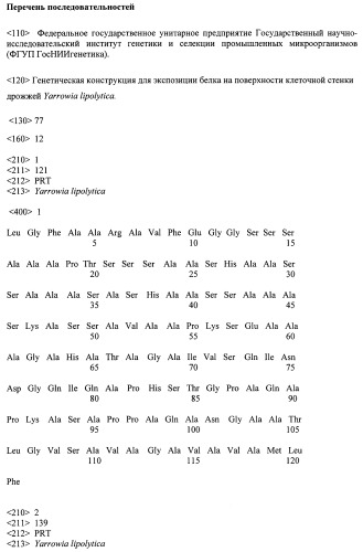 Генетическая конструкция для экспозиции белка на поверхности клеточной стенки дрожжей yarrowia lipolytica (патент 2451749)