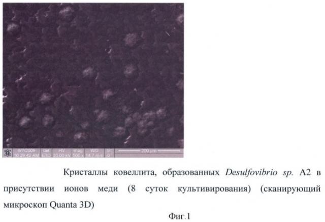 Способ получения ковеллита с использованием сульфатредуцирующих бактерий, устойчивых к меди (патент 2426783)
