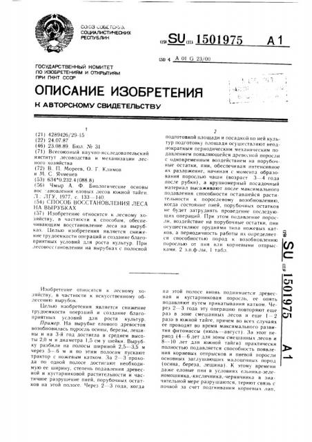 Способ восстановления леса на вырубках (патент 1501975)