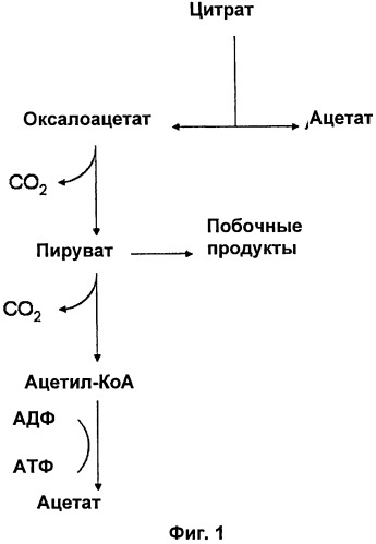 Пробиотический сокосодержащий напиток (патент 2525927)