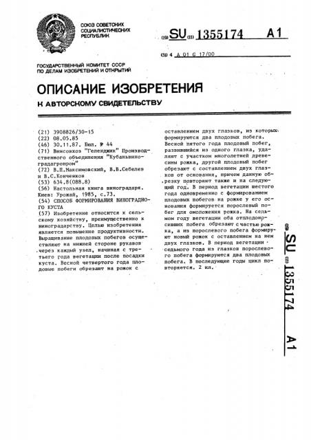 Способ формирования виноградного куста (патент 1355174)