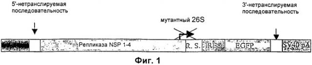 Вирусные частицы, содержащие вектор, происходящий из альфавируса, и способ получения указанной вирусной частицы (патент 2398875)