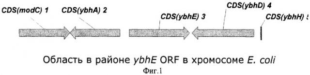 6-фосфоглюконолактоназа из escherichia coli, фрагмент днк, бактерия, принадлежащая к роду escherichia - продуцент l-аминокислоты и способ получения l-аминокислоты (патент 2288268)