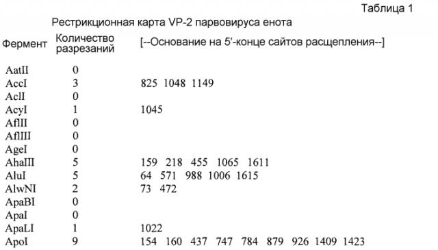 Выделение вируса, родственного парвовирусу-2 собак, от енота (патент 2565538)