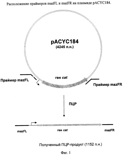 Способ получения l-треонина с использованием бактерии, принадлежащей к роду escherichia, в которой инактивирован оперон mazef (патент 2313573)