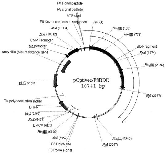 Экспрессионная генетическая конструкция poptivec/f8bdd, кодирующая рекомбинантный фактор свертываемости крови viii человека с делецией в-домена, и клеточная линия dg-ov-f8bdd-18, продуцирующая рекомбинантный фактор свертываемости крови viii человека с делецией в-домена (патент 2429294)