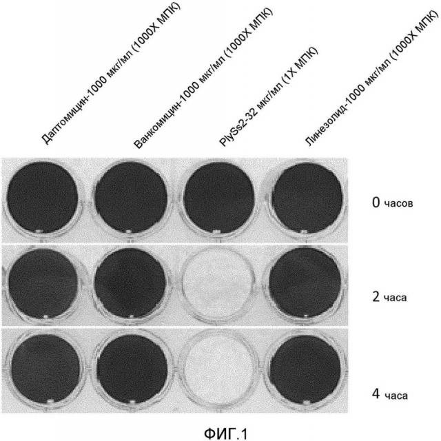 Предотвращение, разрушение и обработка биопленки лизином бактериофага (патент 2646102)