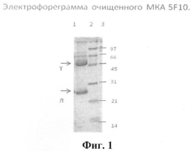 Штамм гибридных клеток животного mus musculus l. 5f10 - продуцент моноклональных антител, используемых для выявления белка рр65 цитомегаловируса человека (патент 2393219)