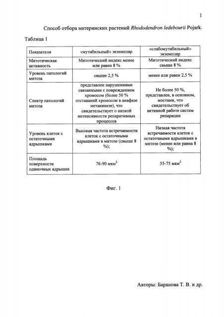 Способ отбора материнских растений rhododendron ledebourii pojark., продуцирующих семенное потомство с разным уровнем стабильности генетического материала (патент 2662650)