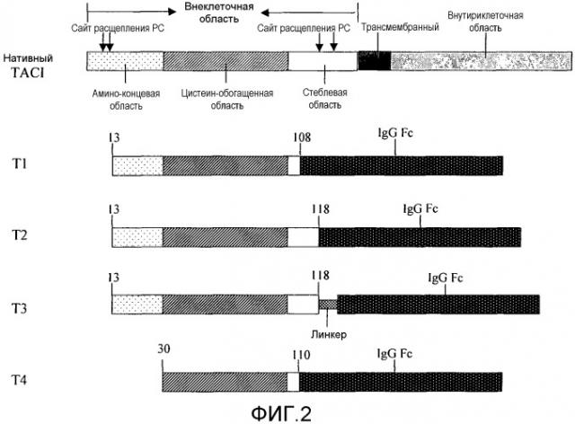 Оптимизированный слитый белок taci-fc (патент 2433141)