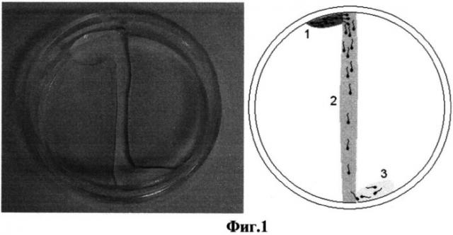 Способ селекции сперматозоидов для экстракорпорального оплодотворения (патент 2535359)