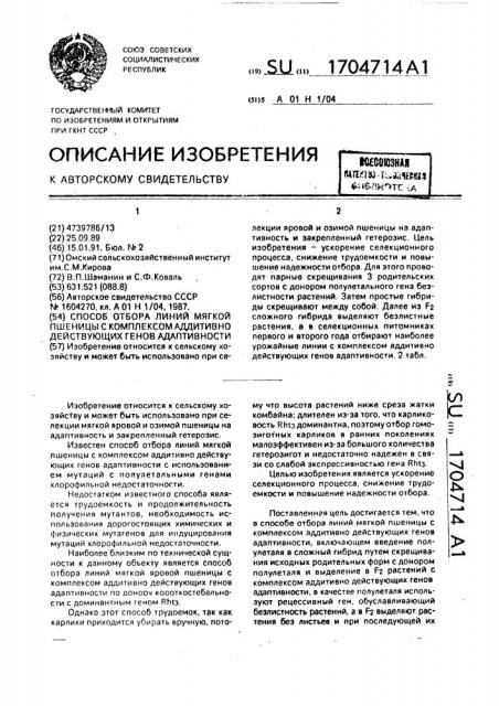 Способ отбора линий мягкой пшеницы с комплексом аддитивно действующих генов адаптивности (патент 1704714)