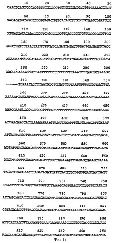 Слитый белок, ингибирующий рецепторную передачу сигнала гормона роста (варианты), способ его получения и очистки и фармацевтическая композиция на его основе (патент 2340628)