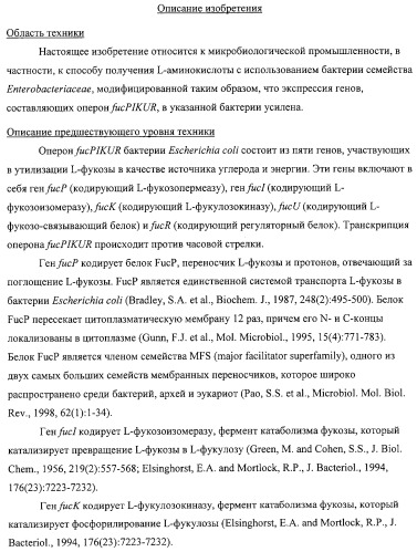 Способ получения l-треонина с использованием бактерии, принадлежащей к роду escherichia, обладающей усиленной экспрессией оперона fucpikur (патент 2318870)