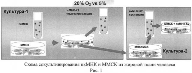 Способ экспансии мононуклеарных клеток пуповинной крови (пкмнк) ex vivo в присутствии мультипотентных стромальных мезенхимальных клеток (ммск) (патент 2525143)