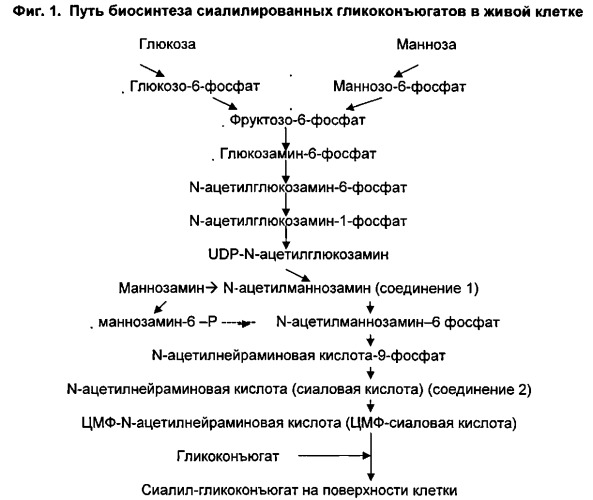 Способ лечения респираторных заболеваний, фармацевтическая композиция и её применение (патент 2539899)