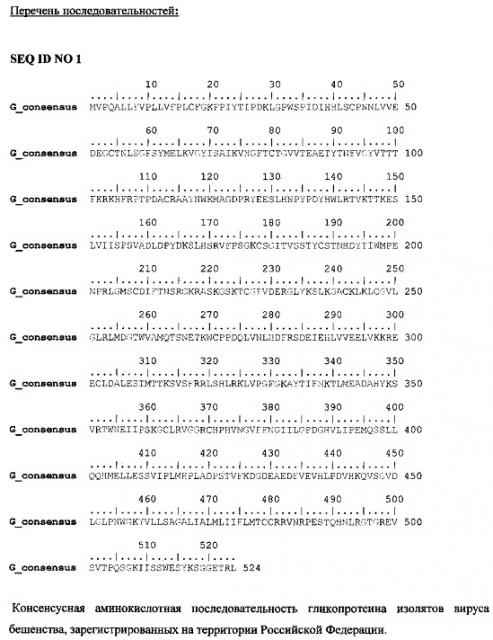Генетическая (рекомбинантная) днк-конструкция, содержащая кодон-оптимизированный ген гликопротеина (белка g) вируса бешенства с консенсусной аминокислотной последовательностью, которая составлена с учетом аминокислотных последовательностей белка g, выделяемого из штаммов вируса бешенства, циркулирующих на территории российской федерации (патент 2626605)