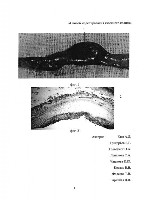 Способ моделирования язвенного колита (патент 2604044)