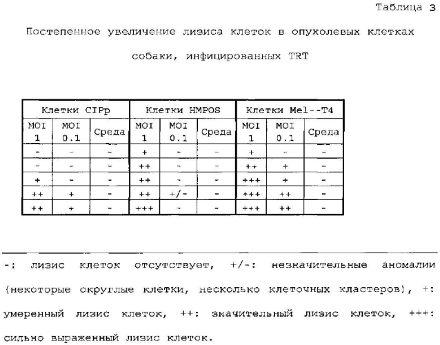 Метапневмовирус птиц в онколизисе (патент 2571925)